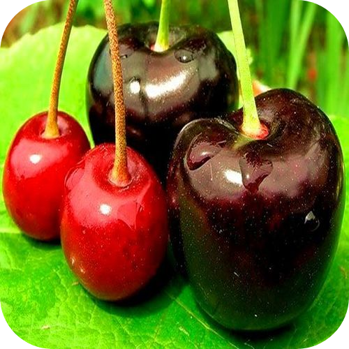 Саженцы Черешни "Крупноплодная черная" > описание, цена