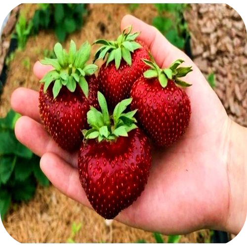 Рассада Клубники "Мальвина" > описание, цена Рассада Клубники "Мальвина" > описание, цена