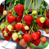 Клубника "Моллинг Аллюр" Клубника "Моллинг Аллюр"